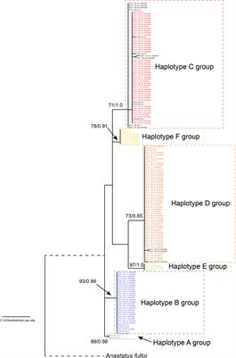 Cryptic genetic diversity and associated ecological differences of Anastatus orientalis, an egg parasitoid of the spotted lanternfly